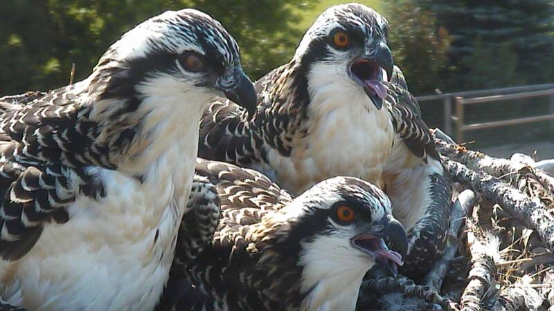 osprey project