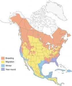 ospreys breeding pairs montana