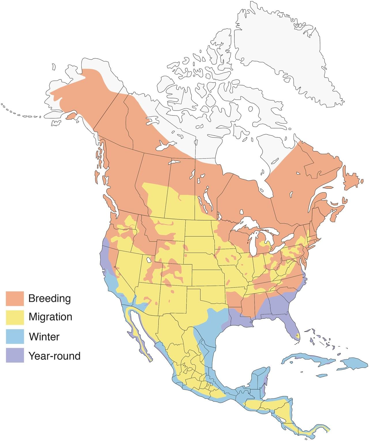 osprey migration route