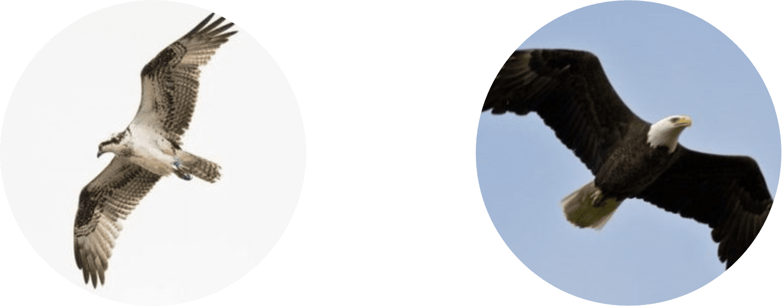 Ospreys 101: Scientific Classification and Characteristics