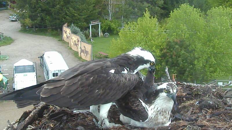 Valiant body showing from chick