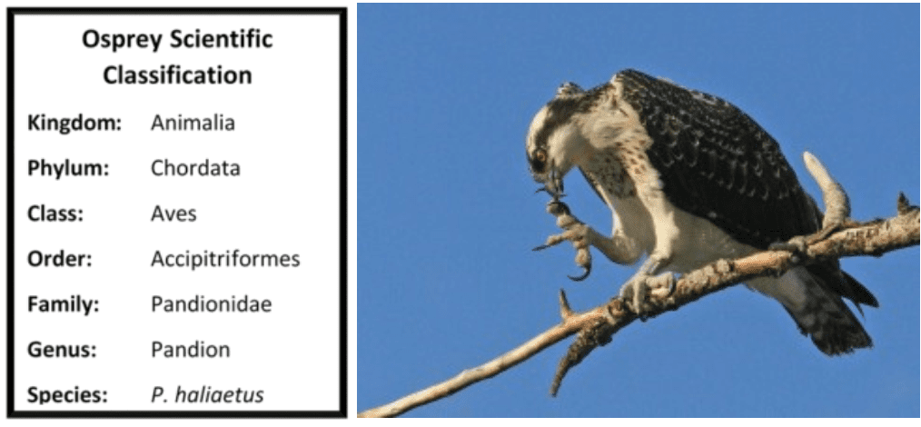 Characteristics of Birds of Prey