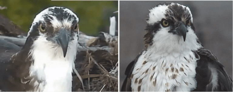 osprey taxonomy