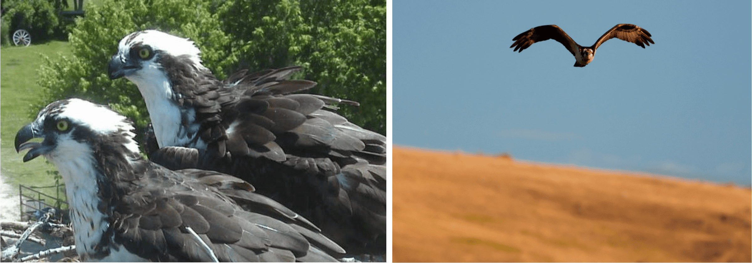 osprey taxonomy